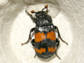 Nicrophorus investigator